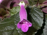 Sinningia 'Deep Purple Dreaming' Sinningia 'Deep Purple Dreaming'